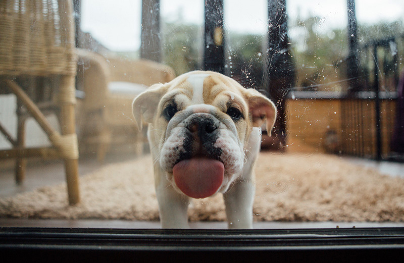 Your pets will bring us back.